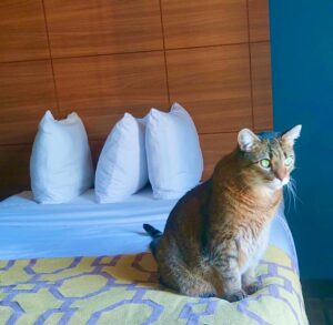 cross-country road trip with a cat