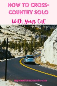 road trip solo with a pet